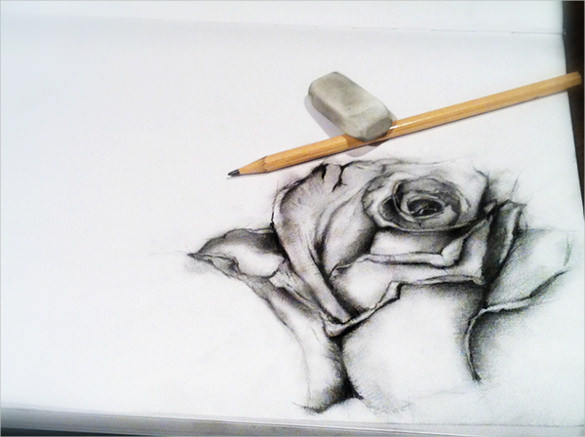 Black Rose Sketch