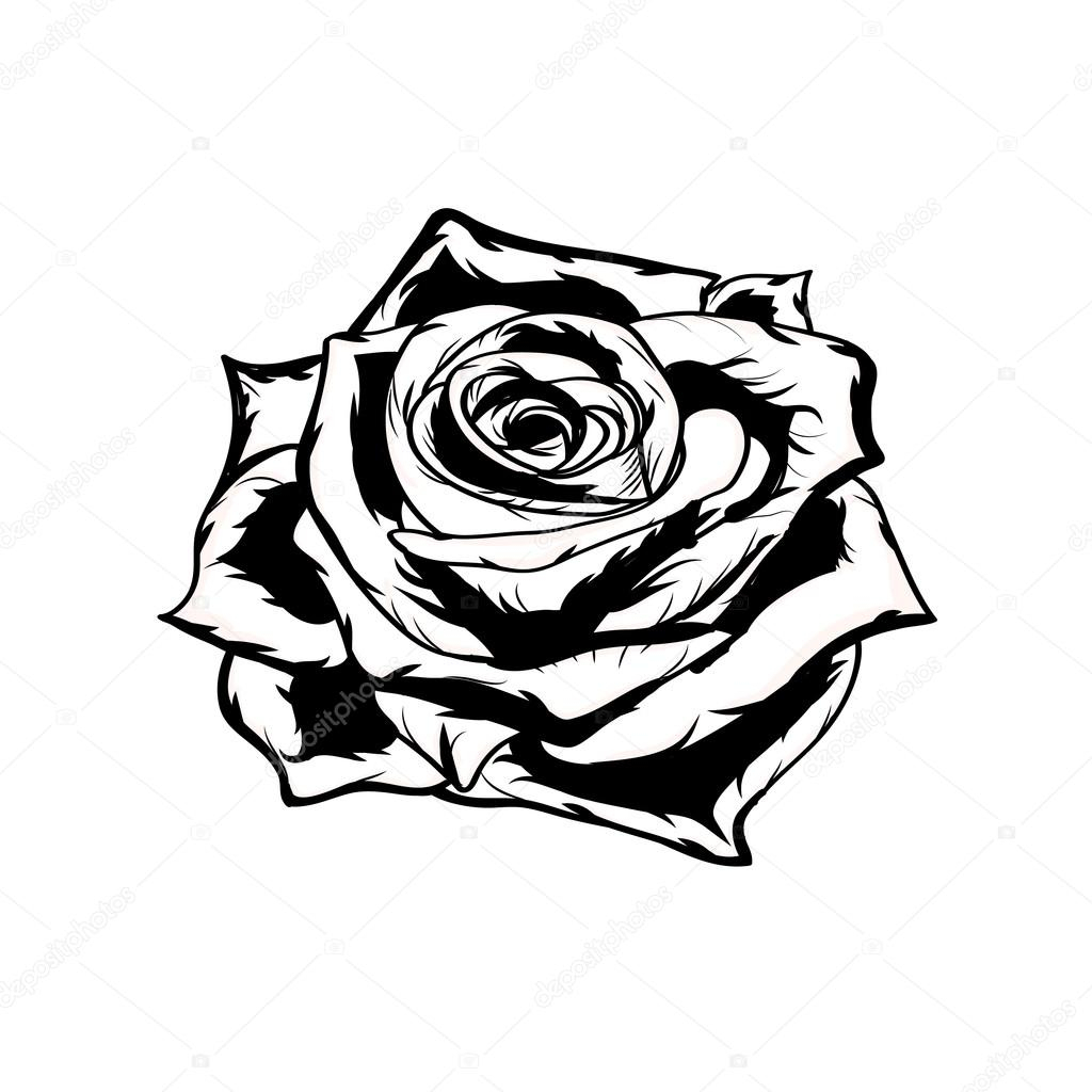 1024x1024 Black Rose Sketch Black Rose Stock Vector T Ri - Black Rose Sketch