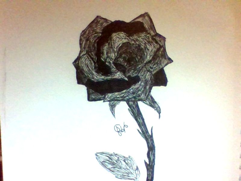 800x600 Black Rose Sketch By Countrywolves - Black Rose Sketch