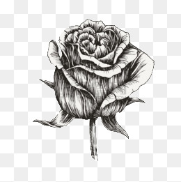 Black Rose Sketch at PaintingValley.com | Explore collection of Black ...