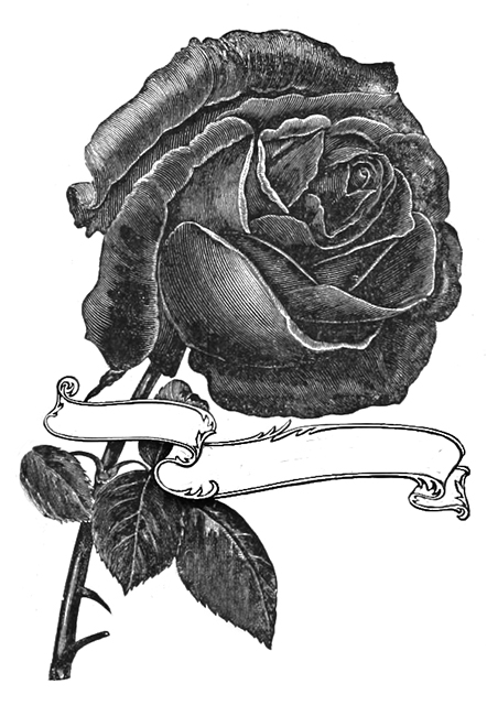 442x650 Rose Clipart - Black Rose Sketch
