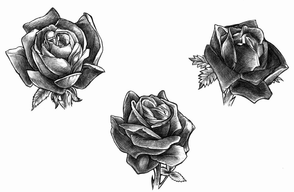 1024x671 Rose Tattoo Sketch Design Awesome Free Rose Tattoo Designs - Black Rose Sketch