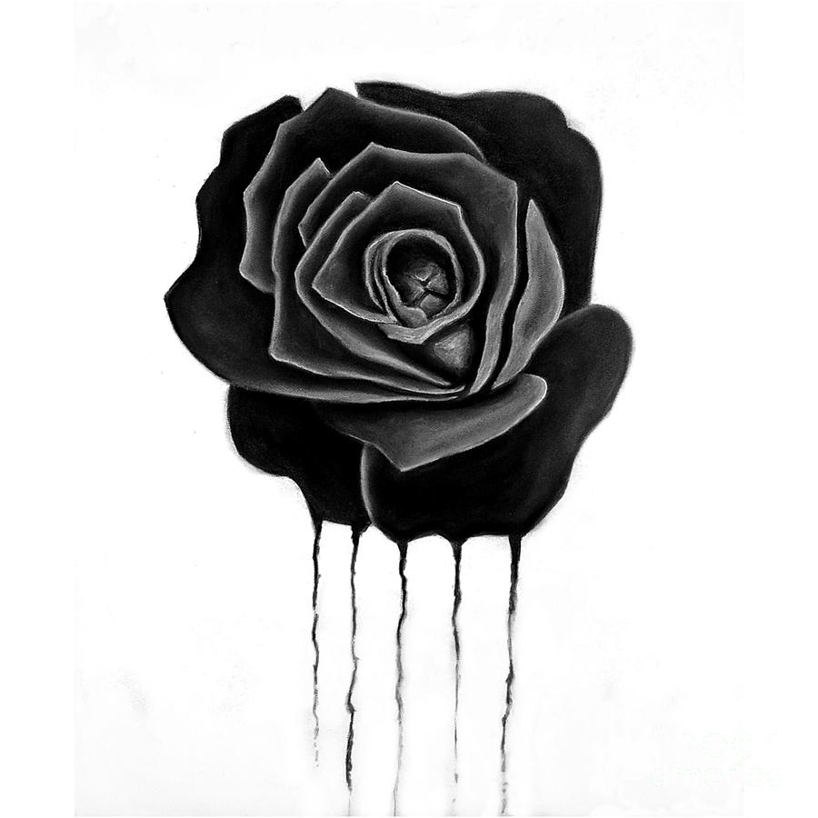 Black Rose Sketch at Explore collection of Black