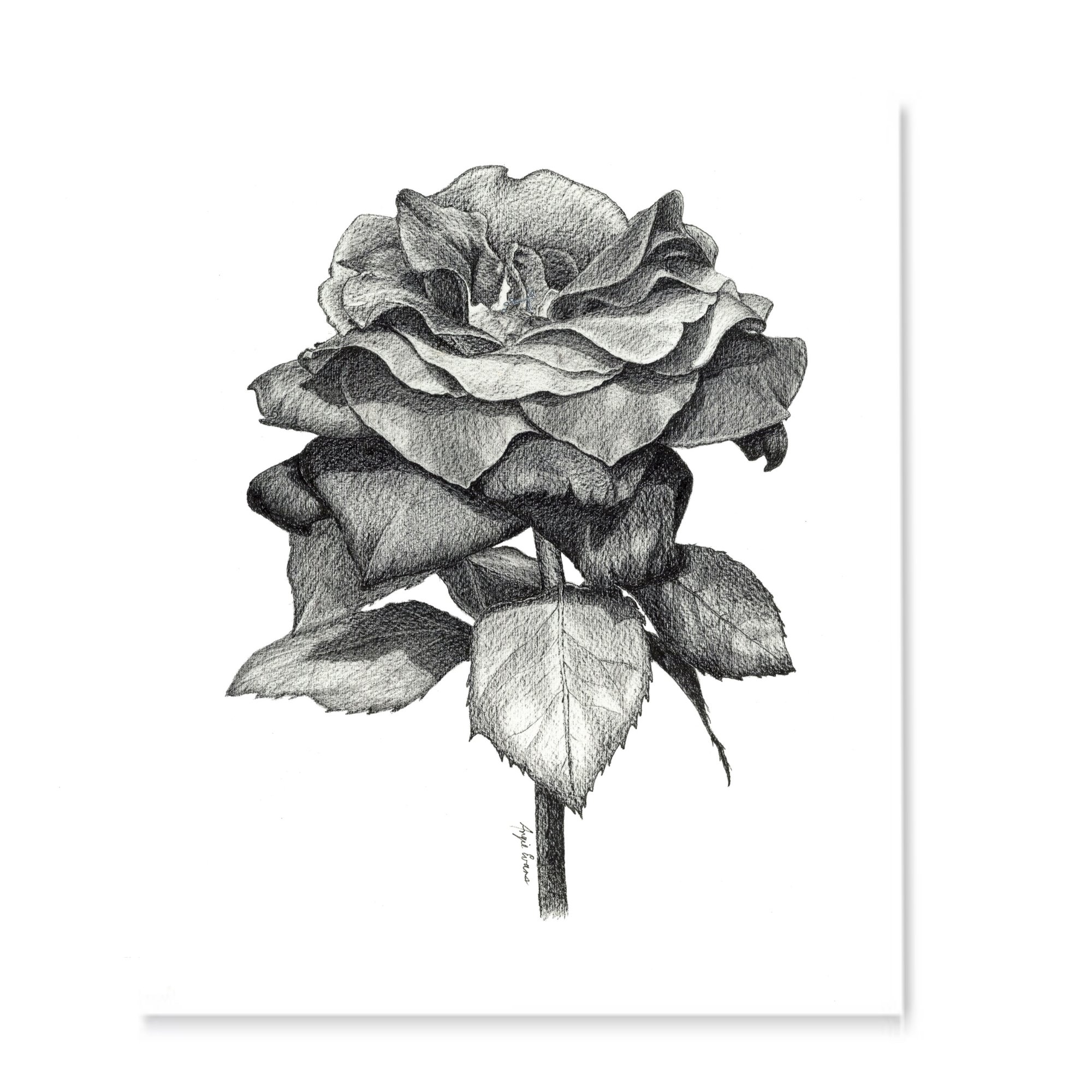 2000x2000 Black Rose Art Print - Black Rose Sketch