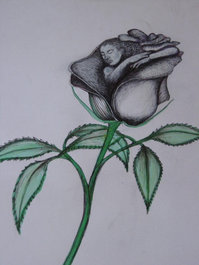 675x900 Black Rose Drawing By Robard Johnson - Black Rose Sketch
