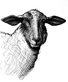 236x284 386 Best Art - Black Sheep Sketch