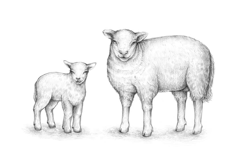 850x562 How To Draw A Sheep - Black Sheep Sketch