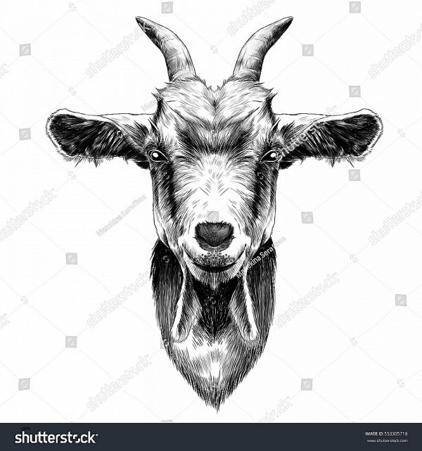 600x641 Lamps Black Sheep Head Vector Best Of Zentangle Stylized Cartoon - Black Sheep Sketch