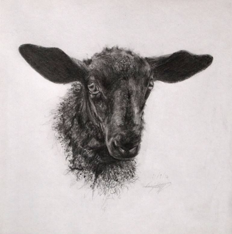 770x774 Little Black Sheep Drawing By Emily Wolff Sheep - Black Sheep Sketch