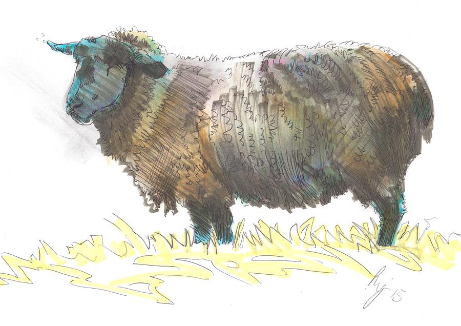 900x636 Black Sheep Sketch Drawing By Mike Jory - Black Sheep Sketch
