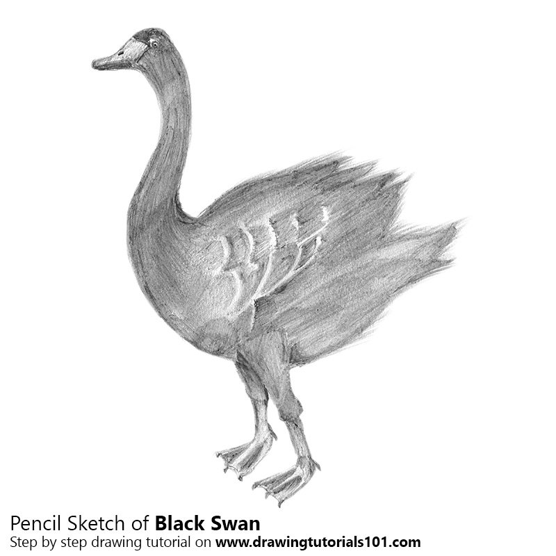 800x800 Black Swan Pencil Drawing - Black Swan Sketch