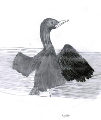 337x400 Black Swan - Black Swan Sketch