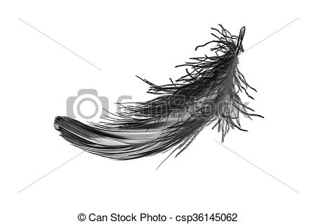 450x319 Black Swan Feather On White Background Isoleted. - Black Swan Sketch