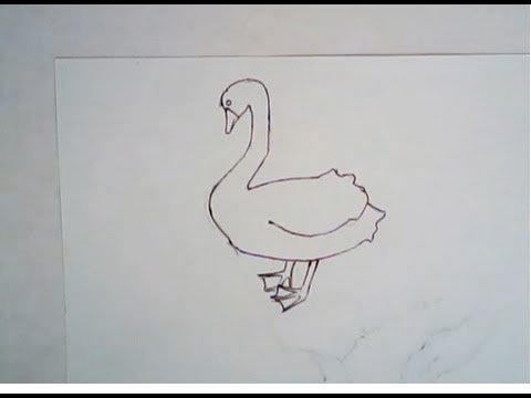 480x360 How To Draw A Black Swan (Simple Drawing) - Black Swan Sketch