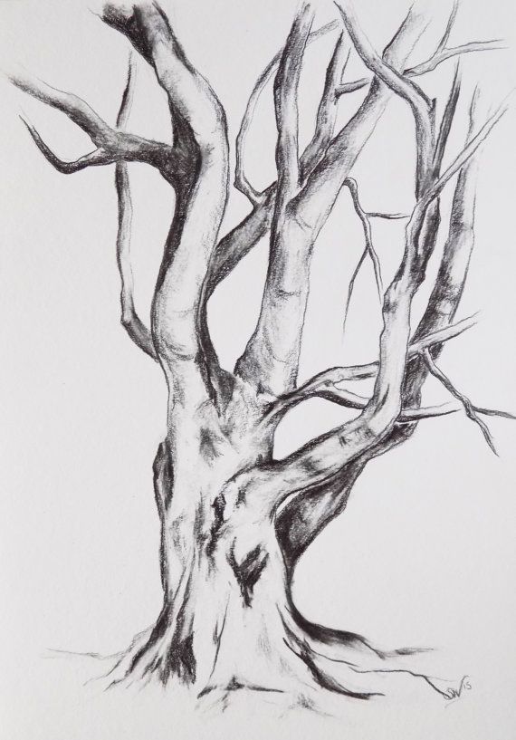 570x817 Original Graphite Drawing Tree Drawing Tree Por Bohemianinkstudios - Black Tree Sketch