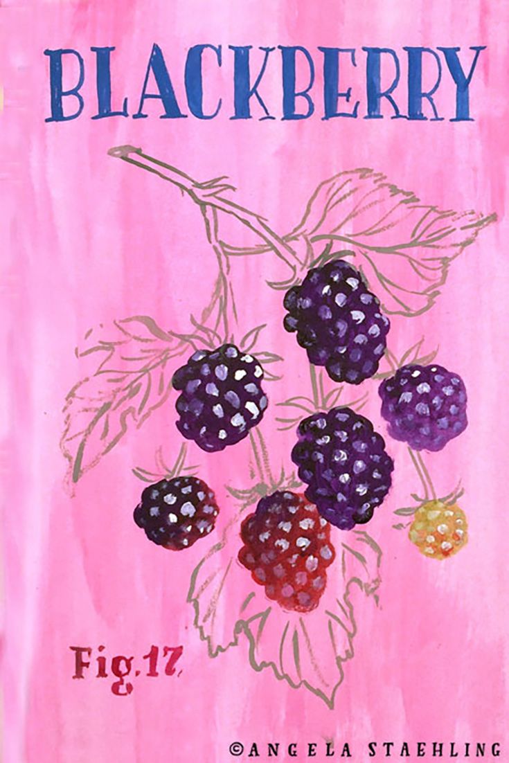 735x1102 Blackberry Sketch Fruit More - Blackberry Sketch