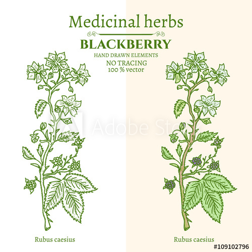 500x500 Blackberry Hand Drawn Vintage Sketch - Blackberry Sketch