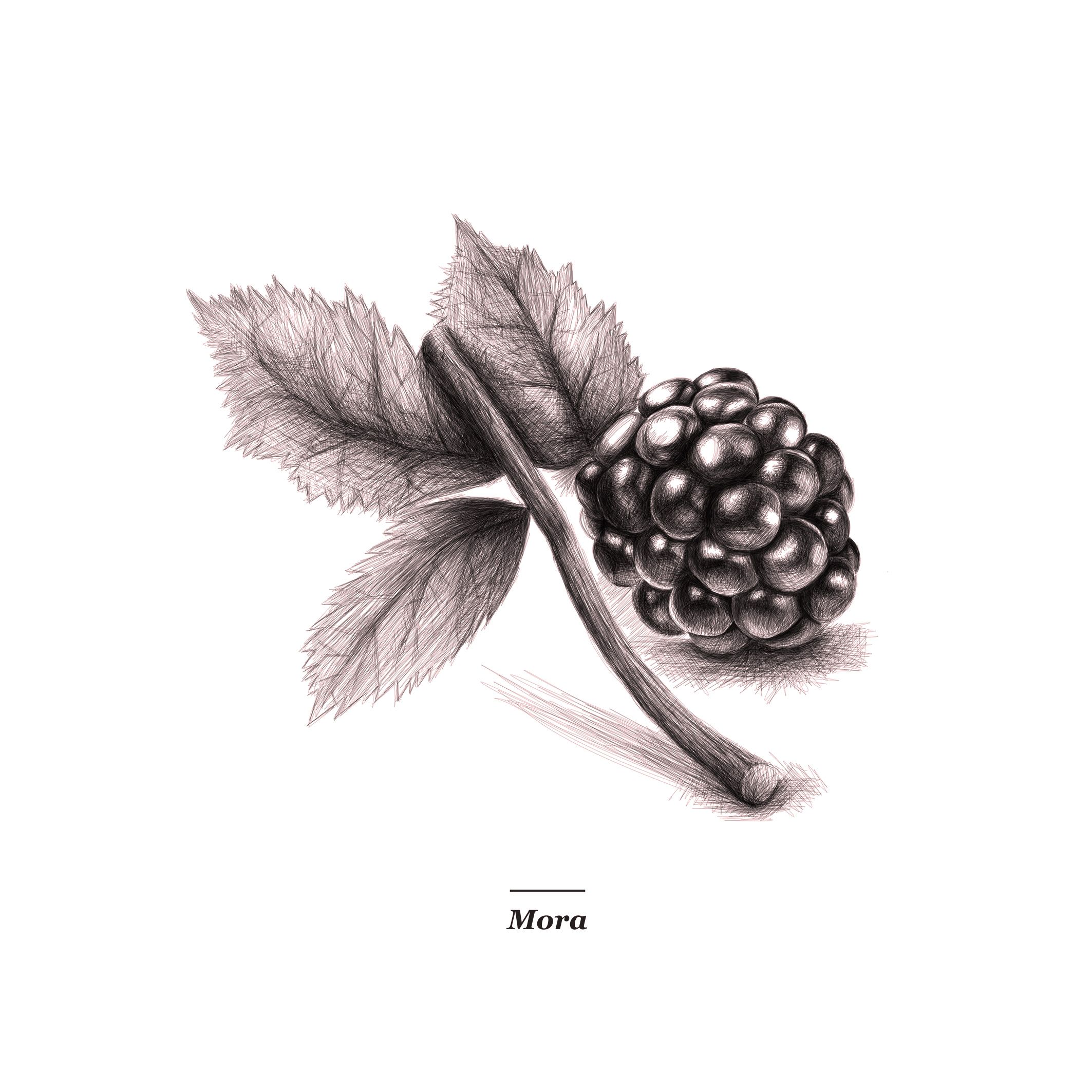 2126x2126 Drawings Art Draw Sketch Drawing Sketching Arts - Blackberry Sketch