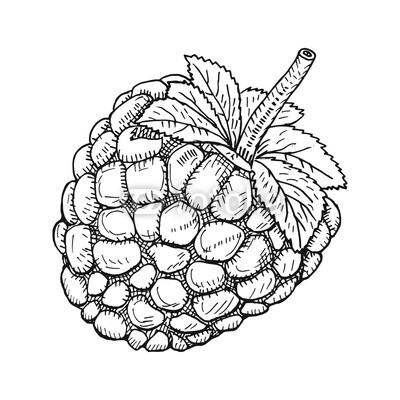 400x400 Hand Drawn Sketch Berries. Ripe Blackberry Branch Isolated On - Blackberry Sketch
