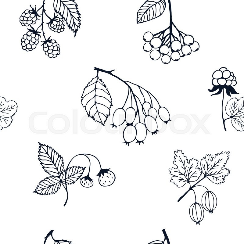 800x800 Natural Berries Sketch Seamless Pattern. Silhouettes Of Strawberry - Blackberry Sketch