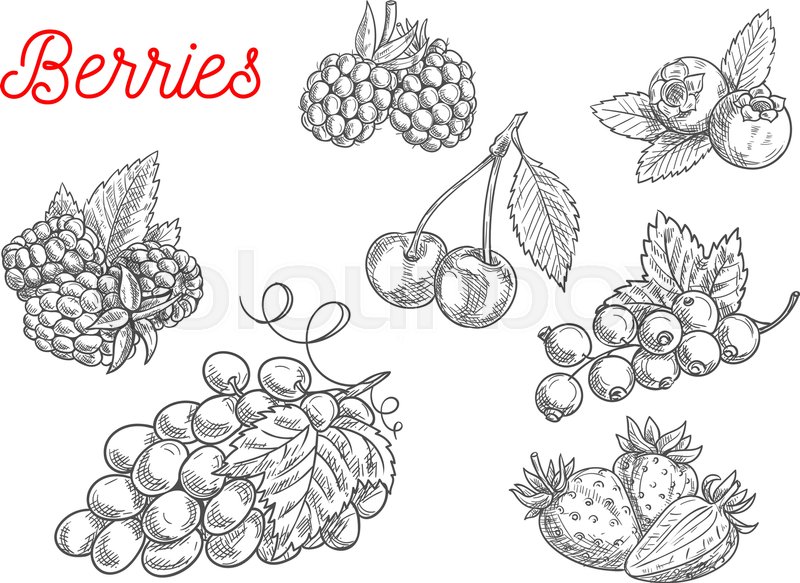 800x583 Summer Fruit And Berry Sketch. Fresh Raspberry, Strawberry, Grape - Blackberry Sketch