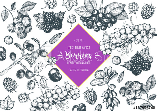 500x354 Berries Hand Drawn, Vector Illustration Frame. Hand Drawn Sketch - Blackberry Sketch