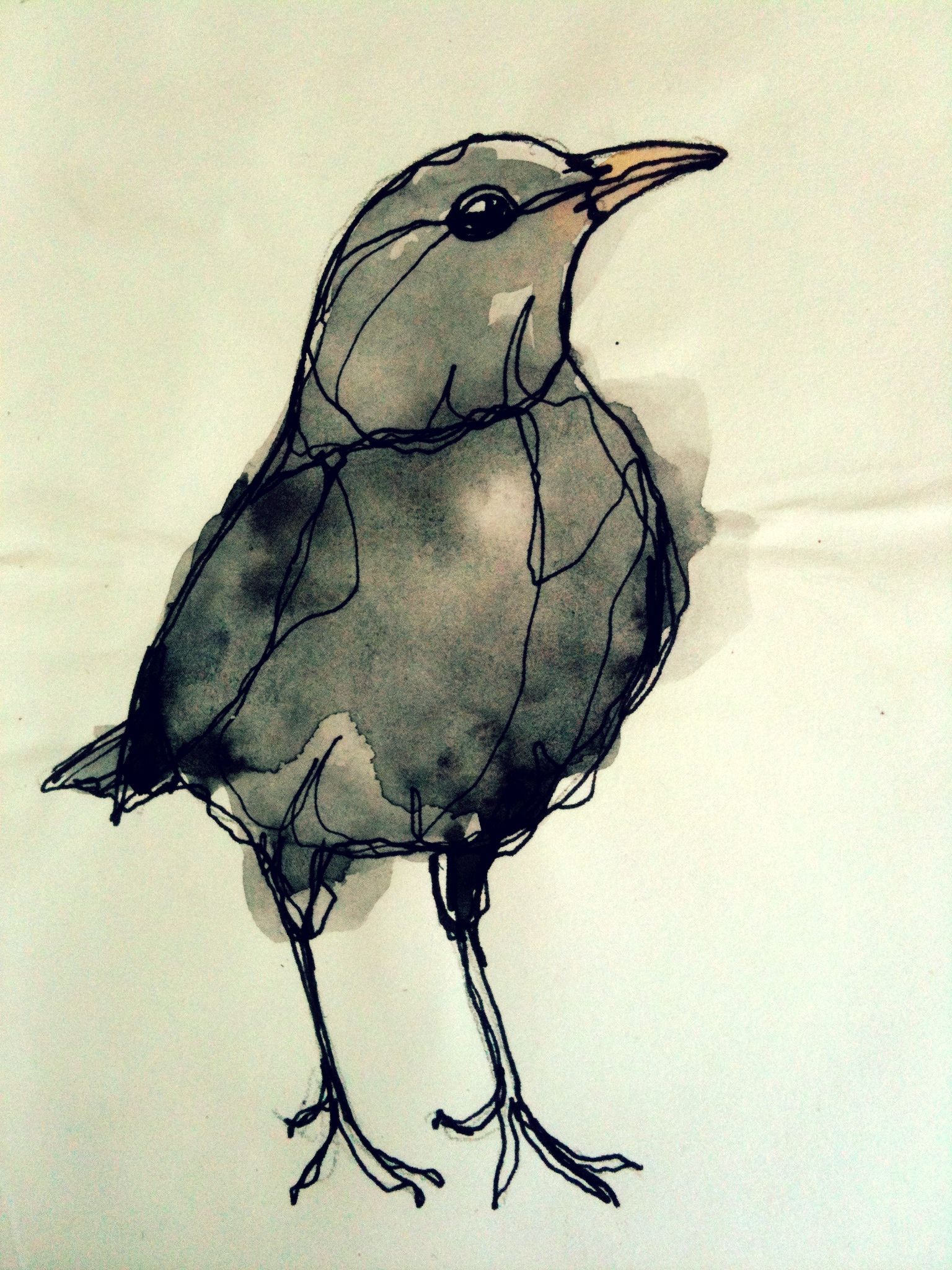 1536x2048 Blackbird Birds Drawings, Birds And Art - Blackbird Sketch