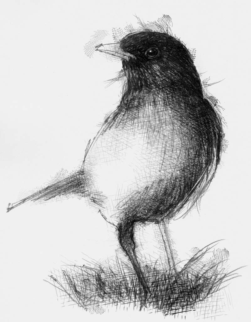 800x1024 Blackbird Seanbriggs - Blackbird Sketch