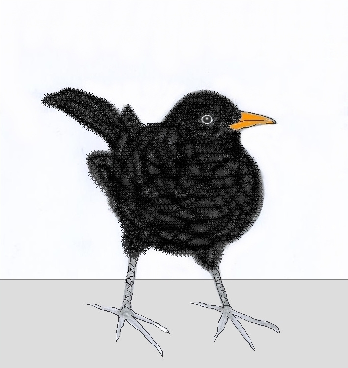 709x751 Blackbird Sketch - Blackbird Sketch