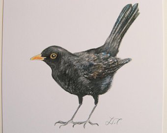340x270 Blackbird Print Etsy - Blackbird Sketch
