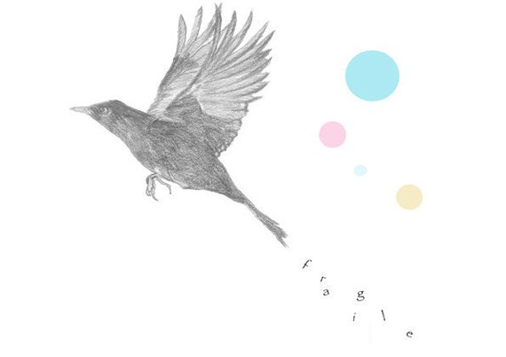 570x402 Blackbird Sketch Flying Bird Giclee Print Illustration - Blackbird Sketch