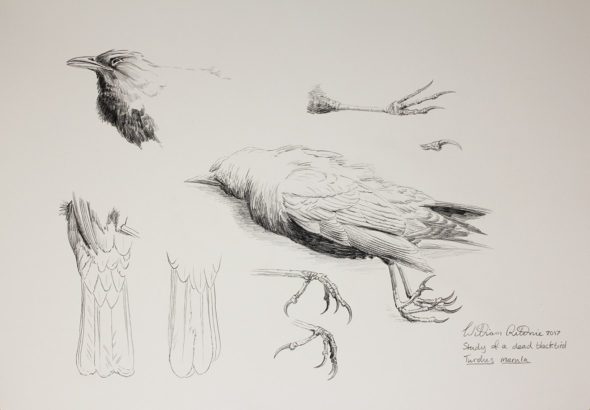 1176x819 Deady Blackbird Study Sketch - Blackbird Sketch