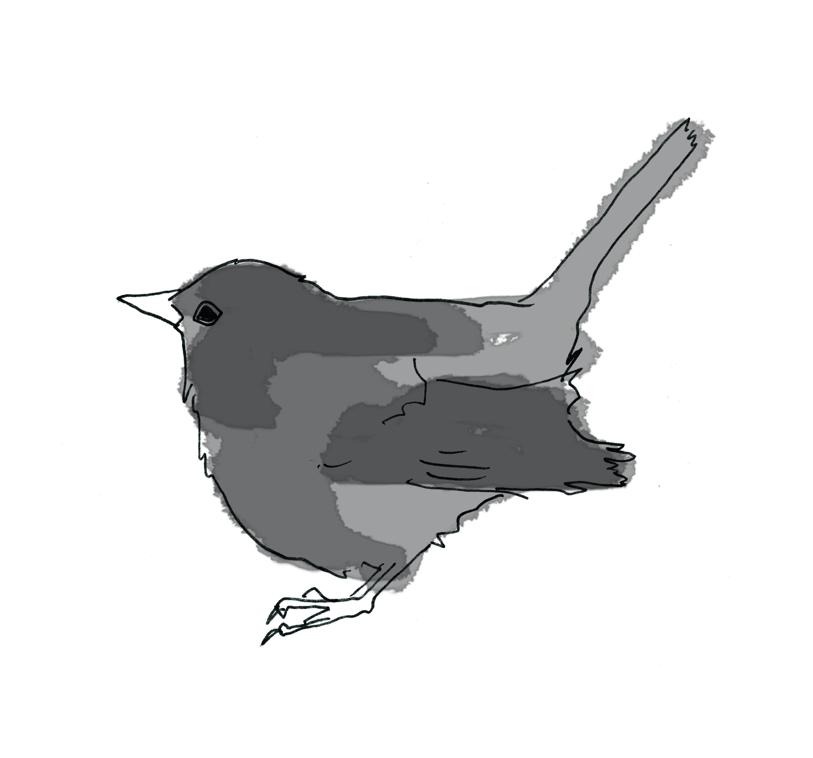 Blackbird Sketch at Explore collection of