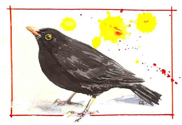 600x414 Have Dogs, Will Travel Blackbird Watercolour Sketch - Blackbird Sketch