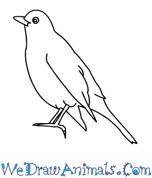 300x350 How To Draw A Blackbird - Blackbird Sketch