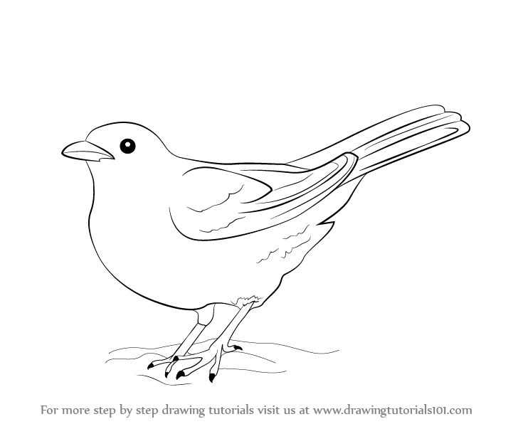 728x596 Learn How To Draw A Blackbird (Birds) Step By Step Drawing Tutorials - Blackbird Sketch