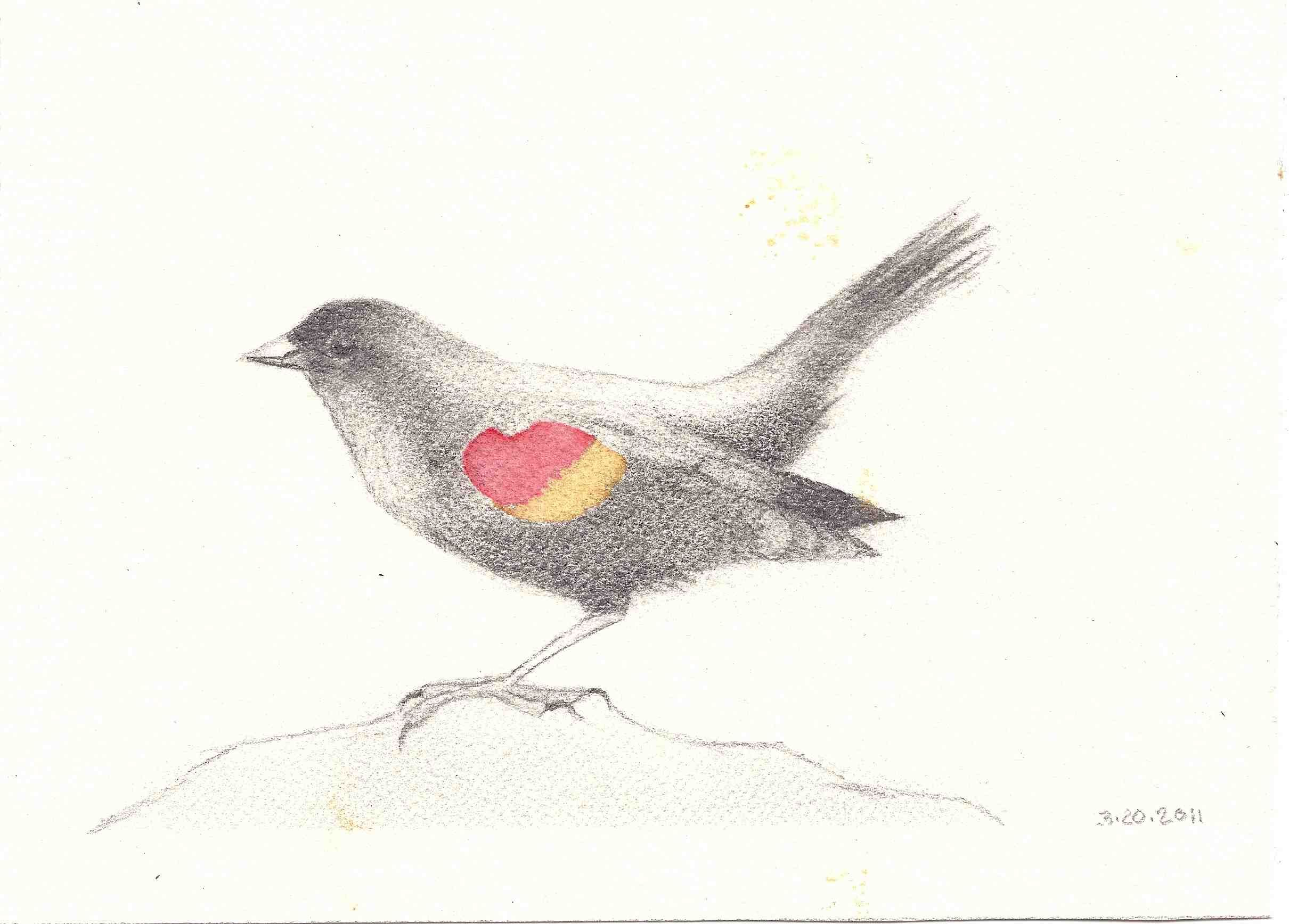 2420x1736 Red Winged Blackbird Sketch Tattoo Ideas Tattoo - Blackbird Sketch