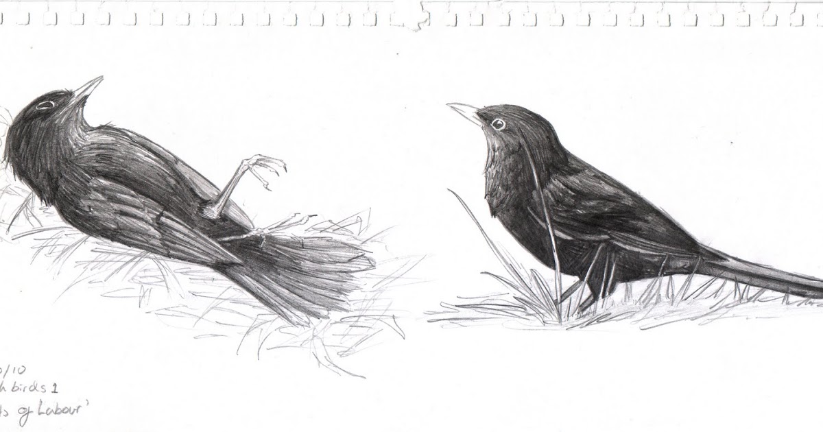 1200x630 Sara Dunkerton Illustration And Animation The Fruits Of Labour - Blackbird Sketch