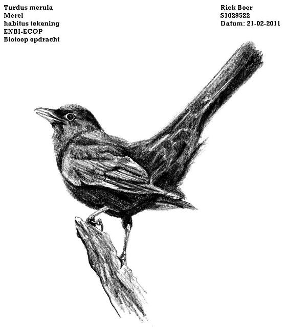 559x644 T. Merula - Blackbird Sketch