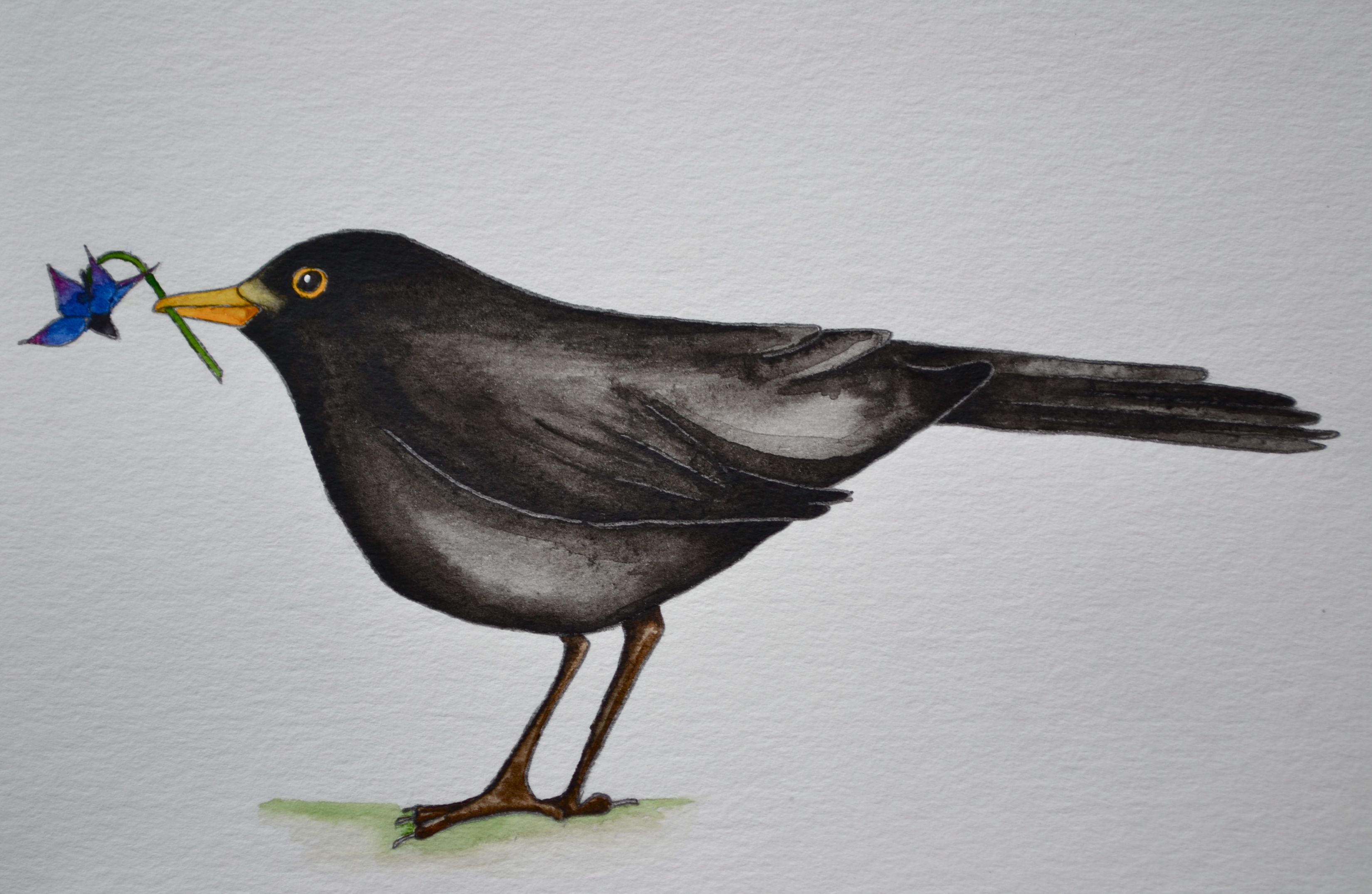 3299x2149 Watercolour Sketch Of Ben The Green Dragonfly - Blackbird Sketch