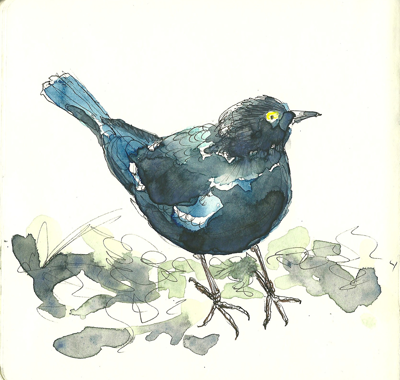 1668x1584 Blackbird Attacks Pedestrians In Golden Gate Park Golden Gate - Blackbird Sketch