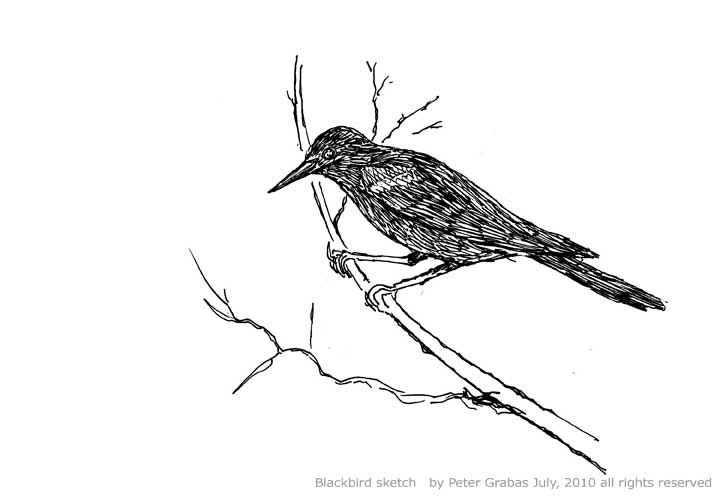 720x504 Blackbird Drawing Art Blackbird Sketch Black Bird Fly, Black - Blackbird Sketch