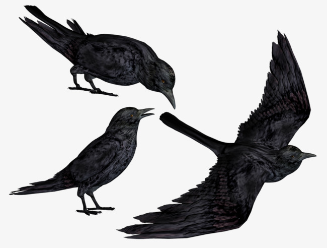 650x492 Black,bird,animal,bird Sketch, Bird Clipart, Black, Bird Png Image - Blackbird Sketch