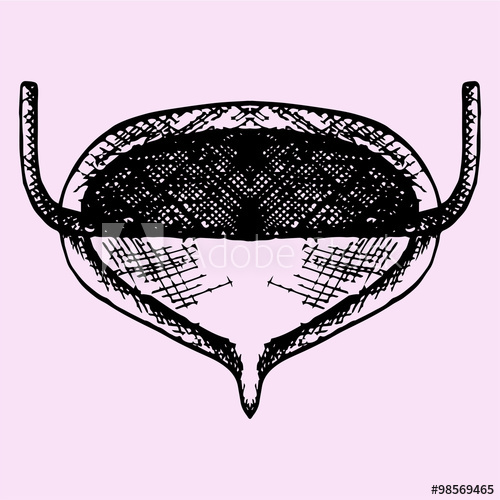 500x500 Urinary Bladder, Doodle Style, Sketch Illustration, Hand Drawn - Bladder Sketch
