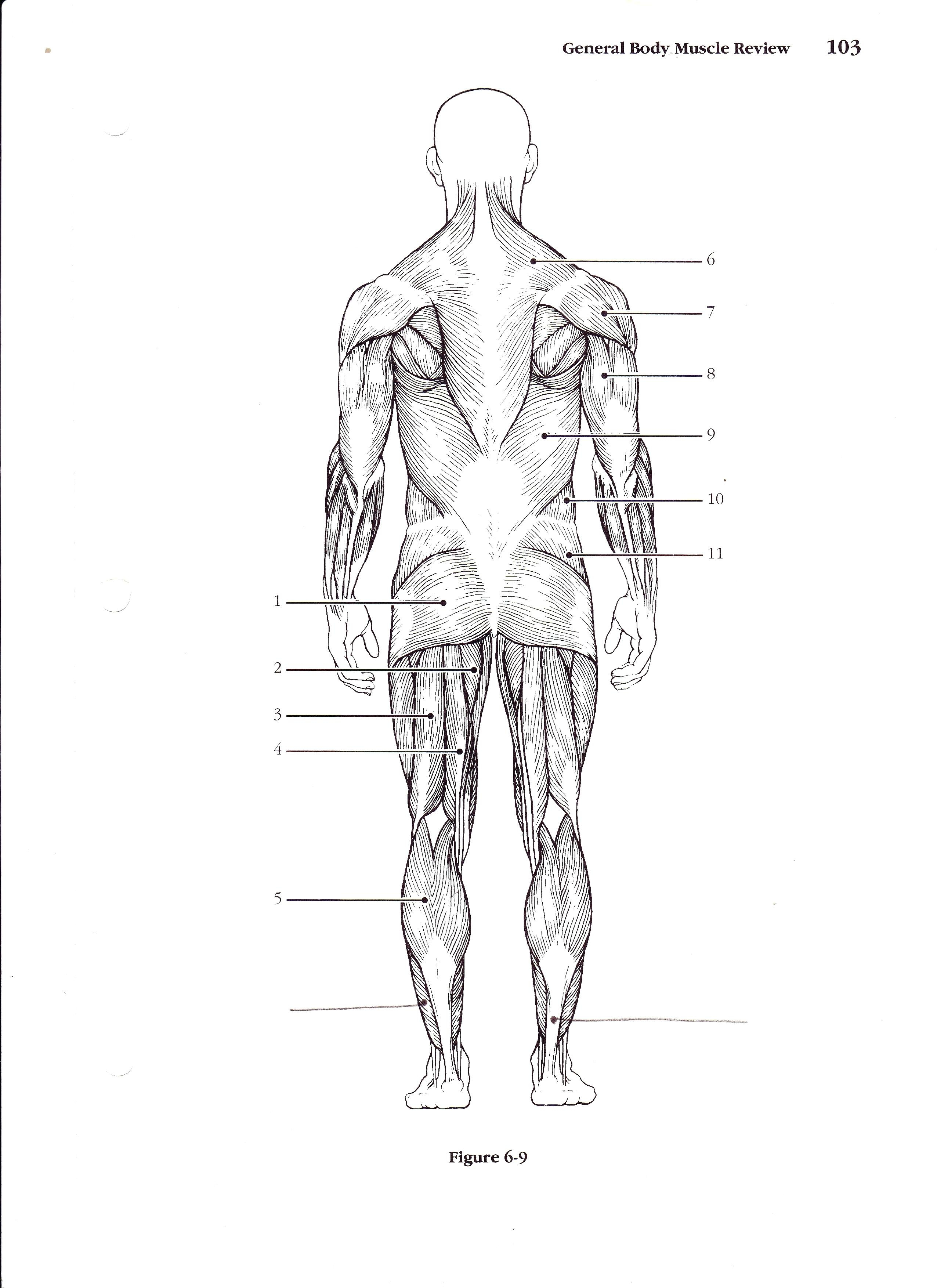2552x3508 Blank Human Muscle Diagram Black And White - Blank Body Sketch