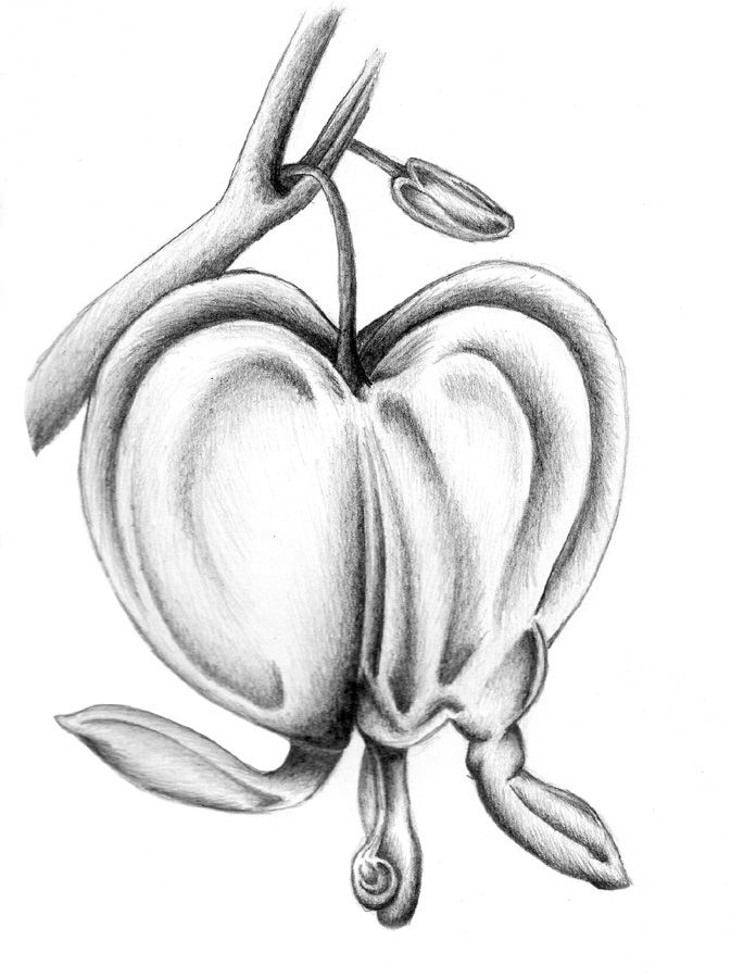 673x900 Bleeding Heart Flower Drawing Bleeding Heart Flower By - Bleeding Heart Sketch