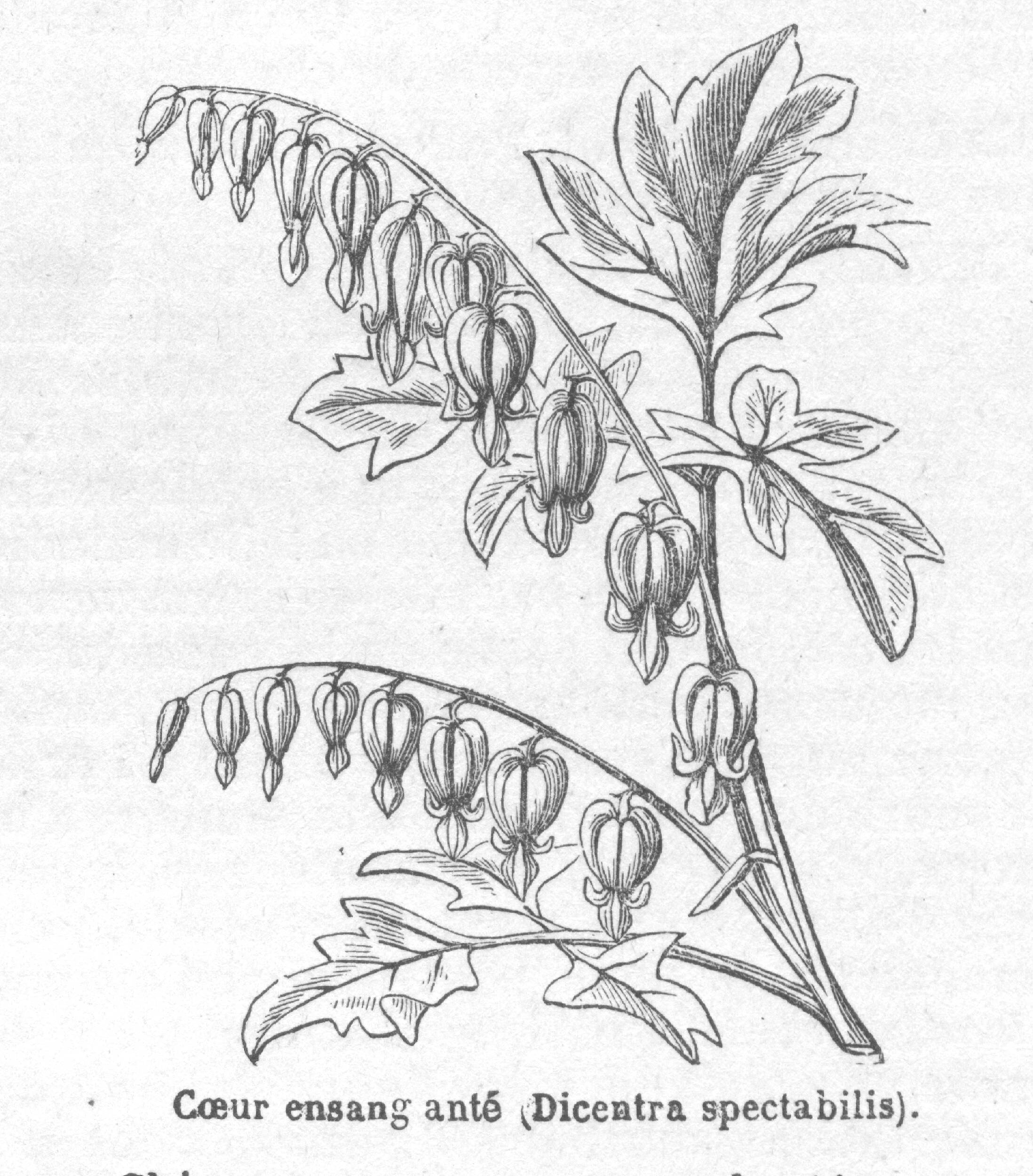 2196x2500 Bleeding Heart Old Book Illustrations - Bleeding Heart Sketch