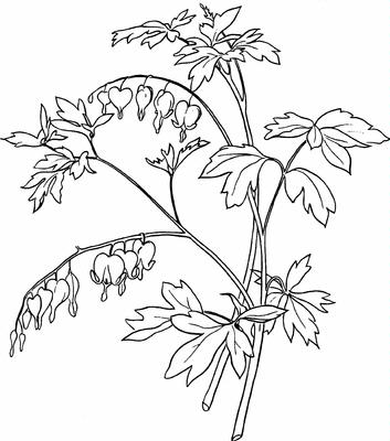 353x400 Bleeding Heart Digi Stamp - Bleeding Heart Sketch