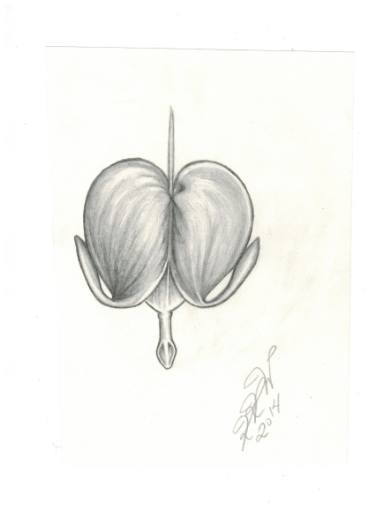 375x516 Bleeding Heart Drawing By Kristina Winter Saatchi Art - Bleeding Heart Sketch