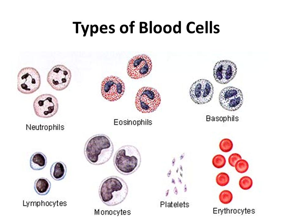 960x720 Types Of Blood Cells. Sketch Amp Name The Blood Cells! - Blood Sketch
